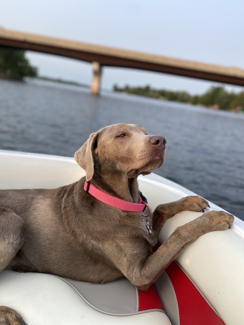 dog enjoying a boat ride