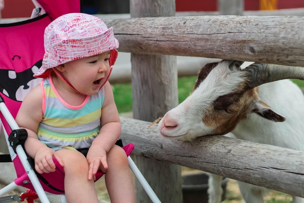 baby with goat