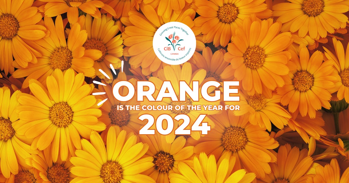 Colour of the year for 2024 is orange