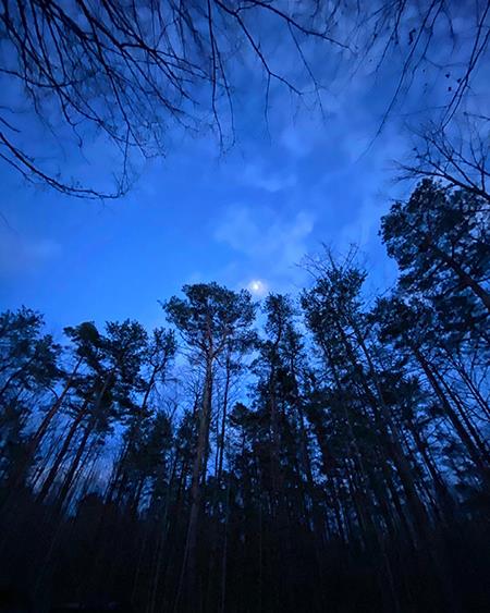 Moon over trees