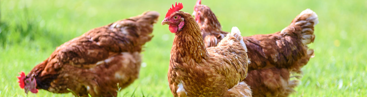 three backyard chickens