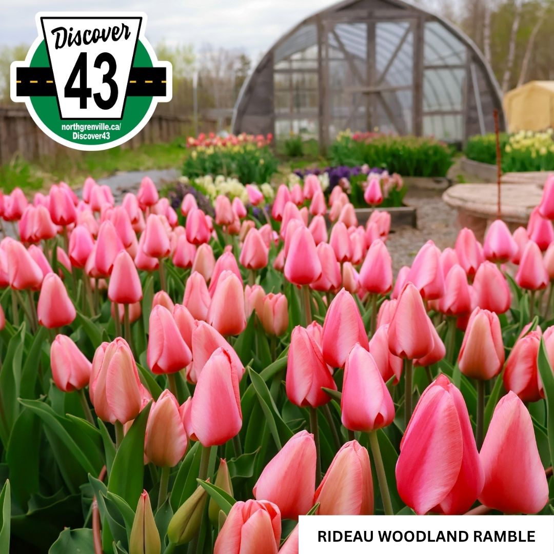 Rideau Woodland Ramble