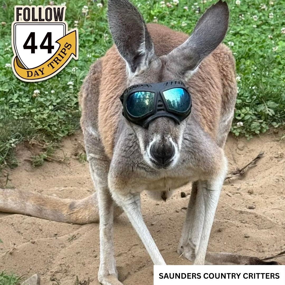 Saunders Country Critters