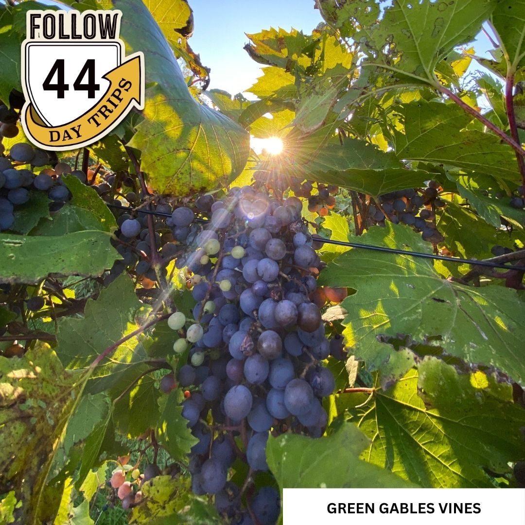 Green Gables Vinyard