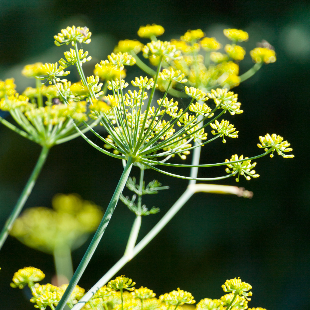 poison parsnip