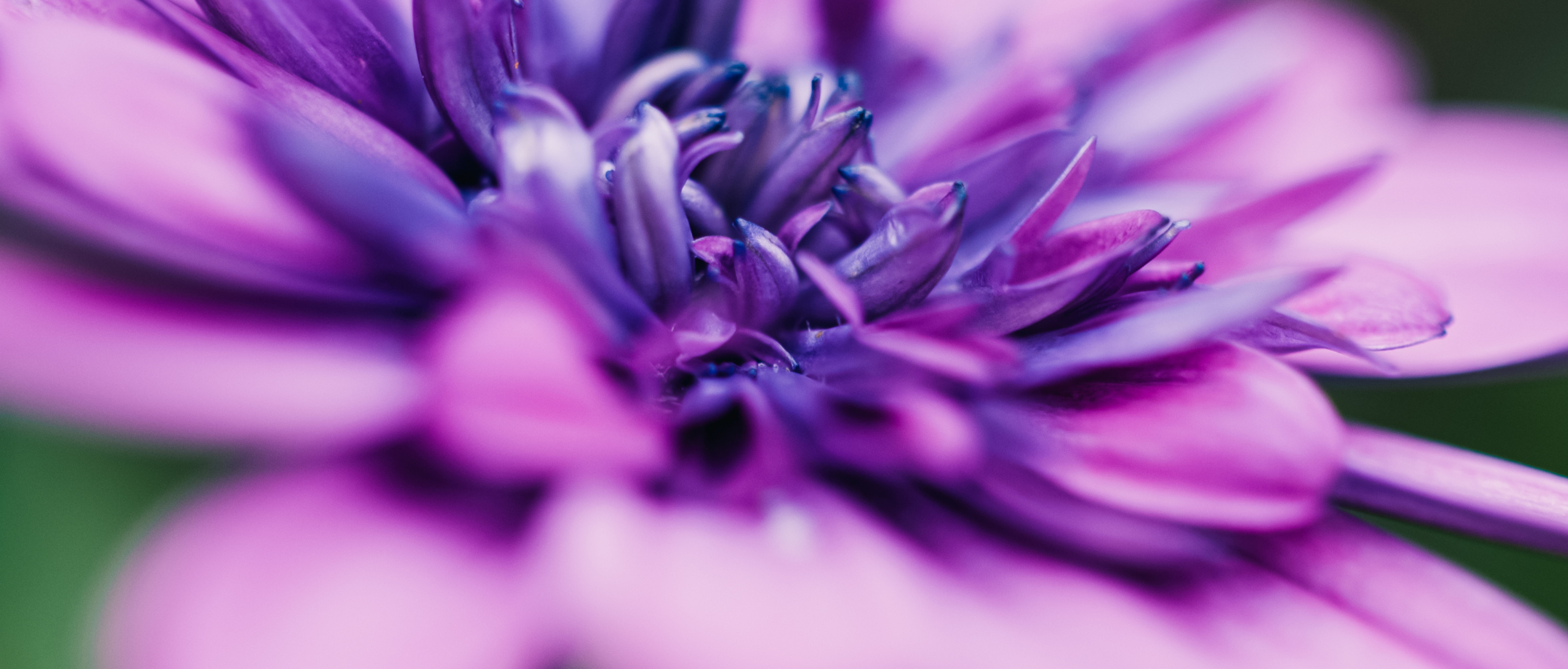 Communities in Bloom