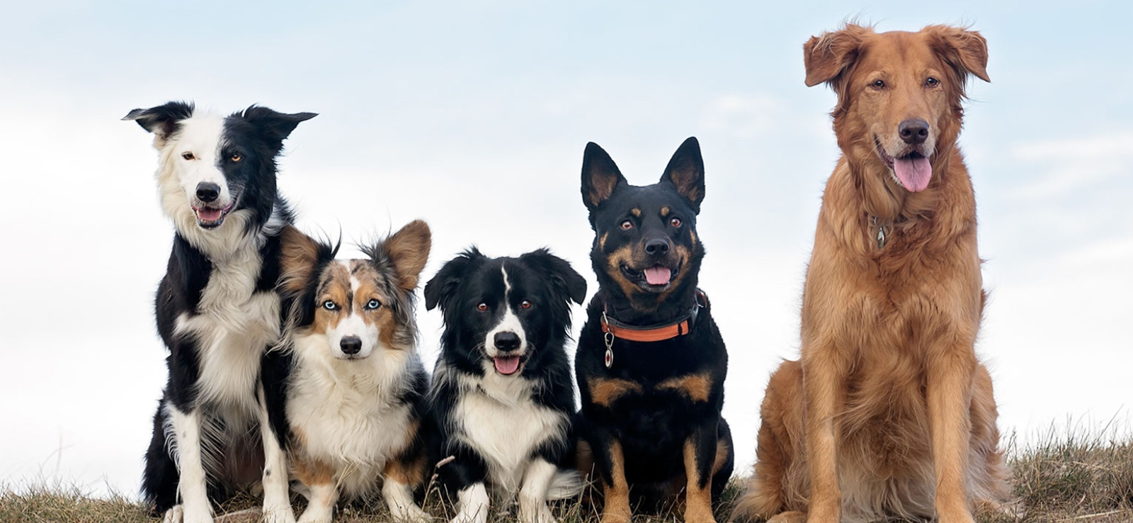 Dog Licence