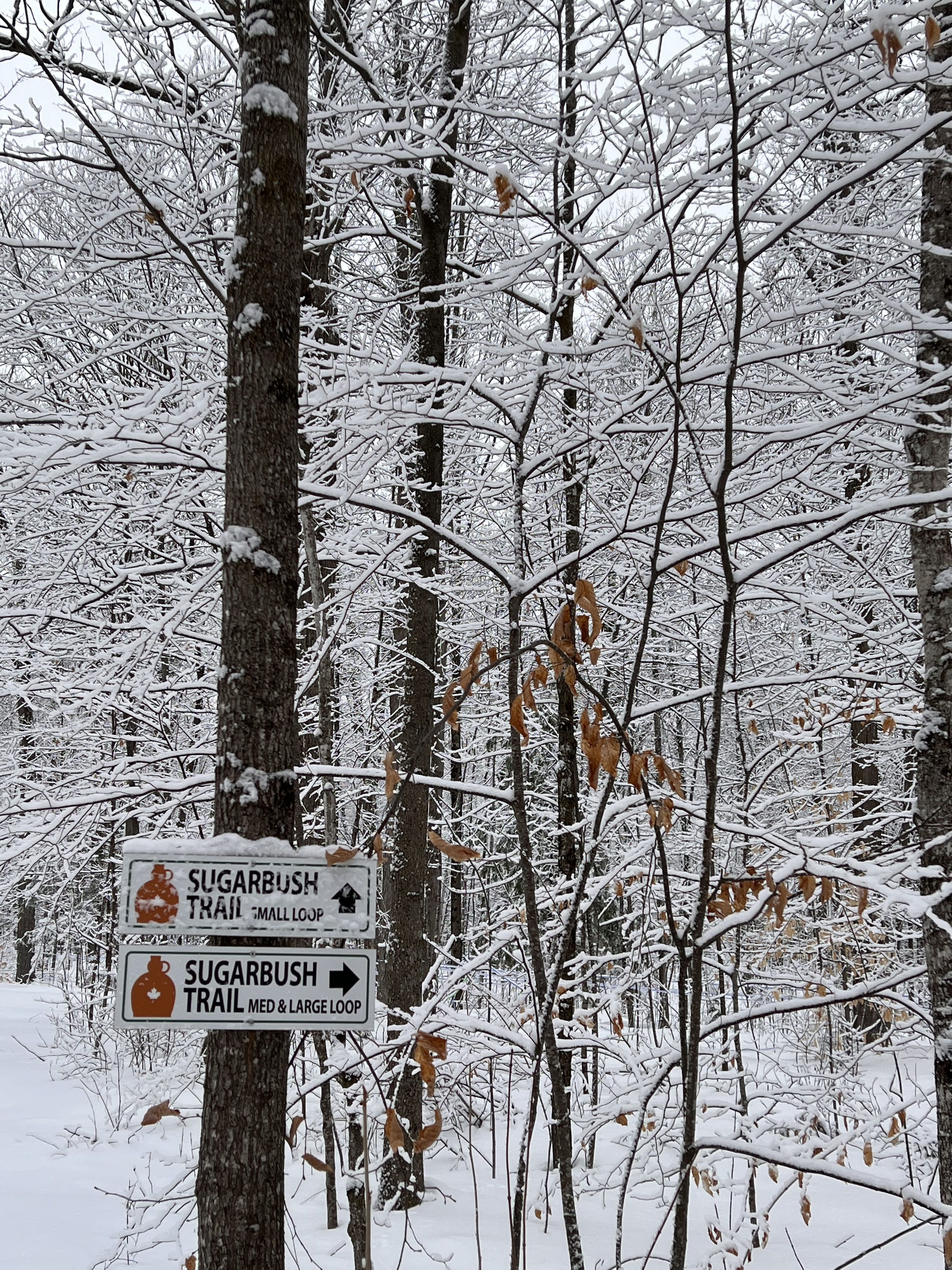 Kemptville Campus Sugar Bush Trails in Winter