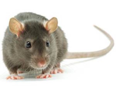 Rodent Prevention and Control