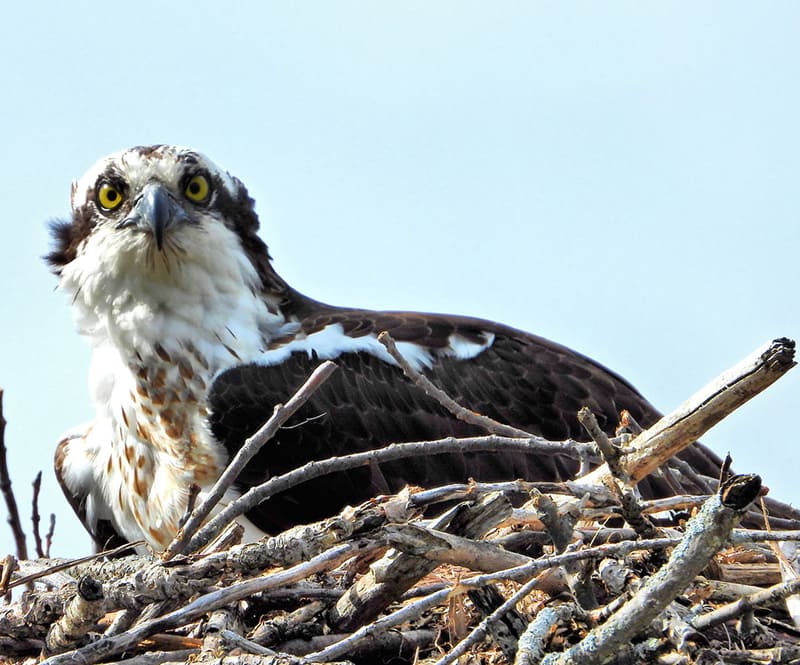 osprey