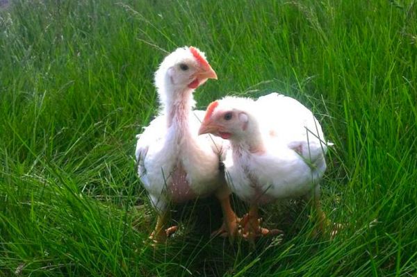 Kemptville Chicks