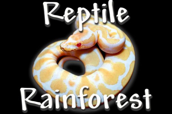 Reptile Rainforest