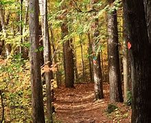 Ferguson Forest Recreation Trails